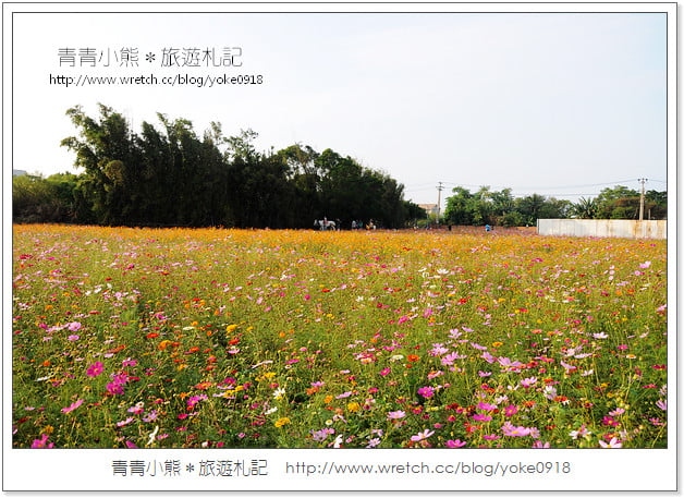2012我與花海的美麗相遇.桃園路邊花海 @青青小熊*旅遊札記