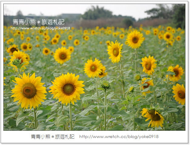 2012我與花海的美麗相遇.桃園路邊花海 @青青小熊*旅遊札記