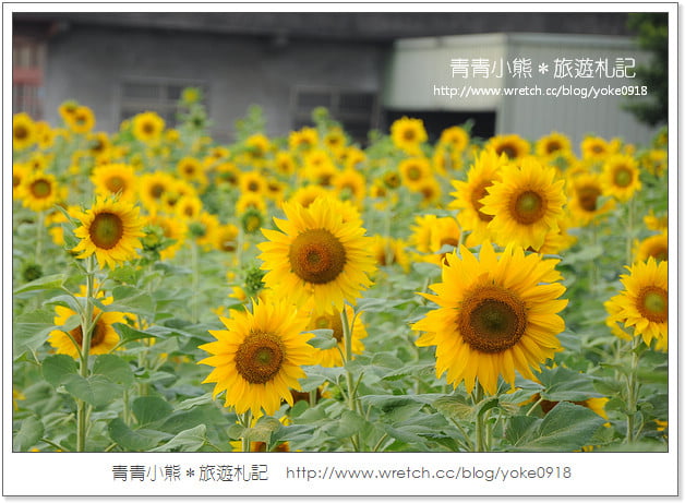 2012我與花海的美麗相遇.桃園路邊花海 @青青小熊*旅遊札記
