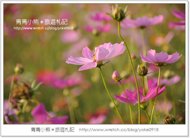 2012我與花海的美麗相遇.桃園路邊花海 @青青小熊*旅遊札記