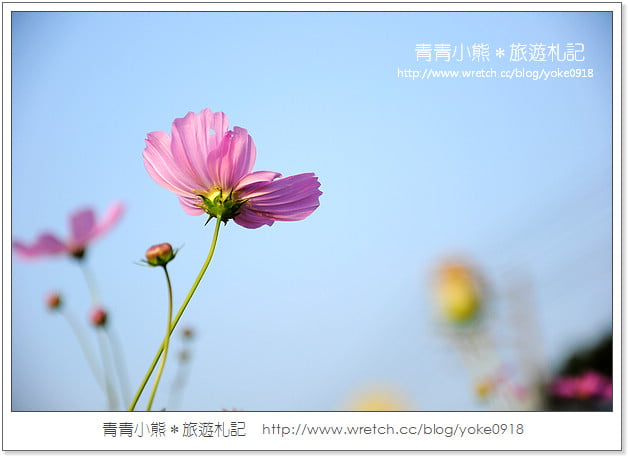 2012我與花海的美麗相遇.桃園路邊花海 @青青小熊*旅遊札記