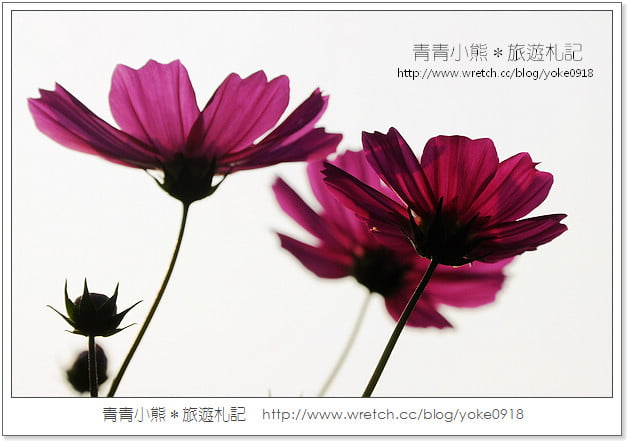 2012我與花海的美麗相遇．桃園路邊花海 @青青小熊＊旅遊札記