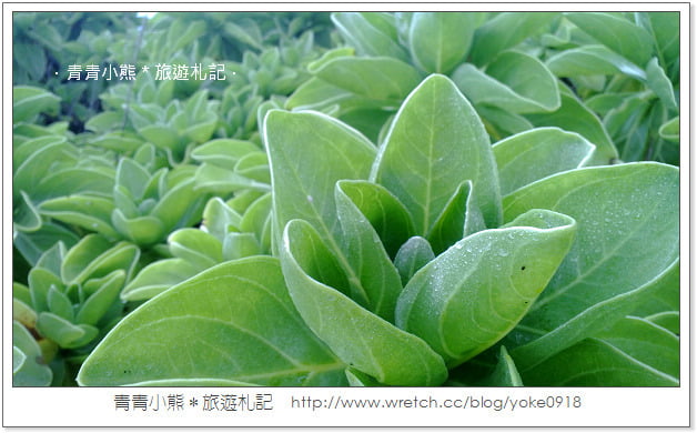 精彩照片隨手拍,秀出個人化的Windows Phone 8 @青青小熊*旅遊札記