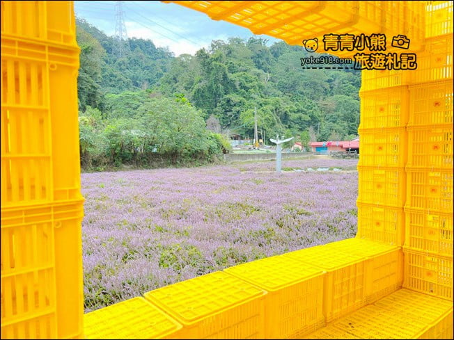 苗栗景點》苗栗獅潭仙草花季．紫色浪漫來襲~2021最新花況 @青青小熊＊旅遊札記