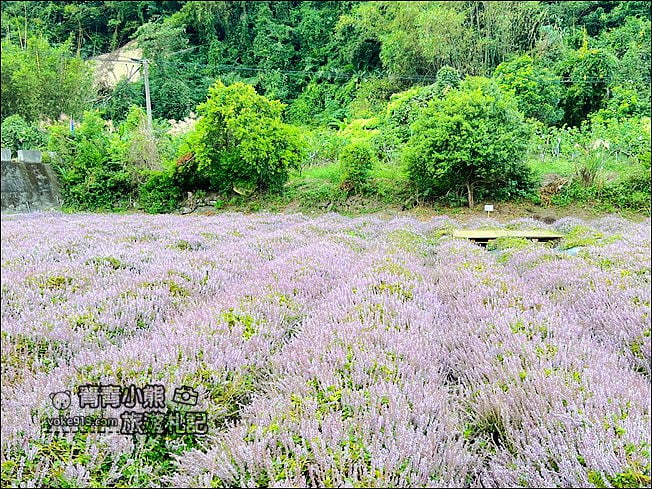 苗栗景點》苗栗獅潭仙草花季．紫色浪漫來襲~2021最新花況 @青青小熊＊旅遊札記