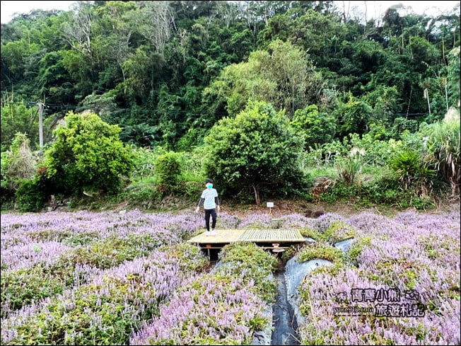 苗栗景點》苗栗獅潭仙草花季．紫色浪漫來襲~2021最新花況 @青青小熊＊旅遊札記