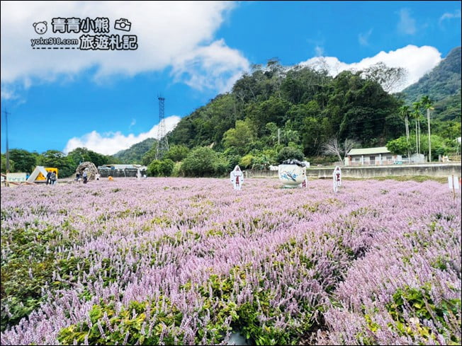 苗栗景點》苗栗獅潭仙草花季．紫色浪漫來襲~2021最新花況 @青青小熊＊旅遊札記