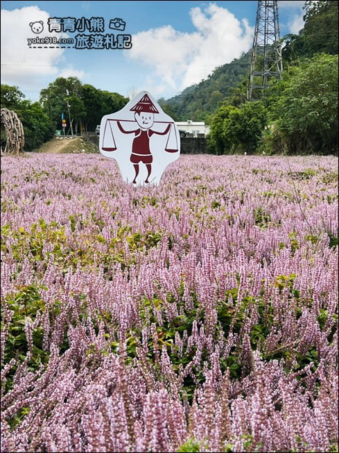苗栗景點》苗栗獅潭仙草花季．紫色浪漫來襲~2021最新花況 @青青小熊＊旅遊札記