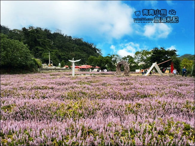 苗栗景點》苗栗獅潭仙草花季．紫色浪漫來襲~2021最新花況 @青青小熊＊旅遊札記