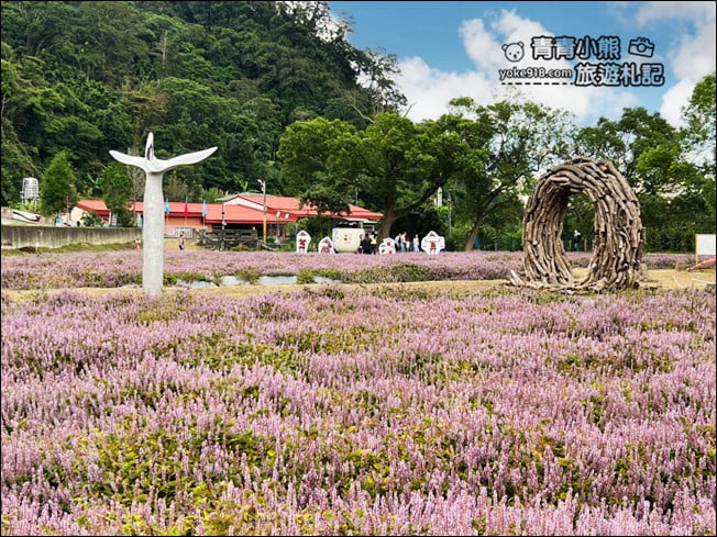 苗栗景點》苗栗獅潭仙草花季．紫色浪漫來襲~2021最新花況 @青青小熊＊旅遊札記