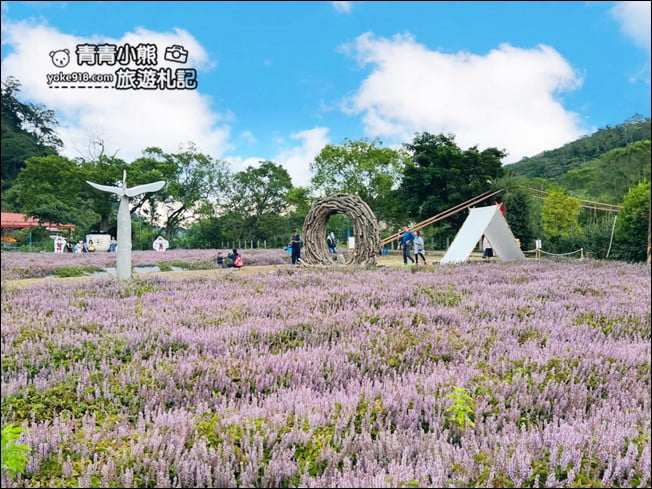 苗栗景點》苗栗獅潭仙草花季．紫色浪漫來襲~2021最新花況 @青青小熊＊旅遊札記