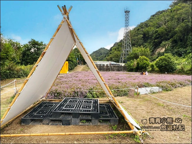 苗栗景點》苗栗獅潭仙草花季．紫色浪漫來襲~2021最新花況 @青青小熊＊旅遊札記