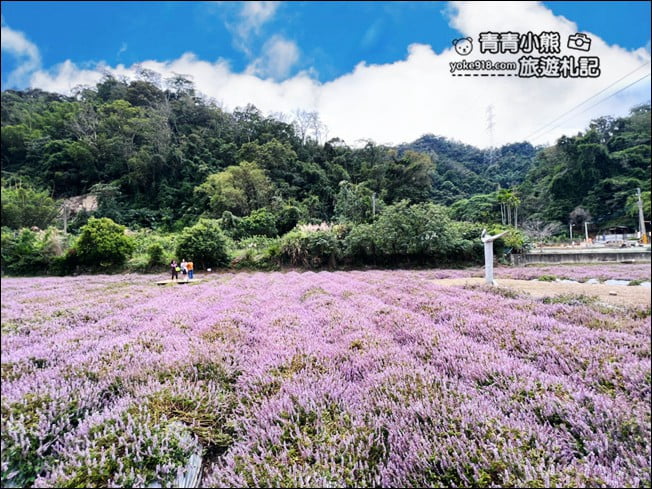 苗栗景點》苗栗獅潭仙草花季．紫色浪漫來襲~2021最新花況 @青青小熊＊旅遊札記
