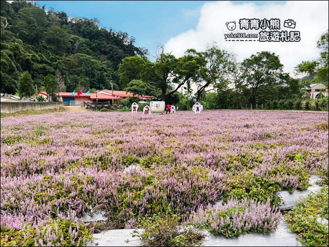 苗栗景點》苗栗獅潭仙草花季．紫色浪漫來襲~2021最新花況 @青青小熊＊旅遊札記