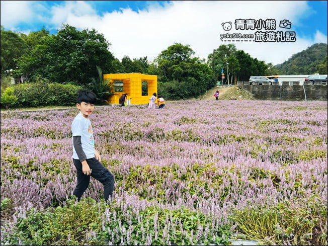 苗栗景點》苗栗獅潭仙草花季．紫色浪漫來襲~2021最新花況 @青青小熊＊旅遊札記
