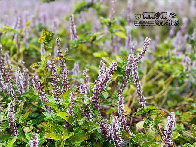 苗栗景點》苗栗獅潭仙草花季．紫色浪漫來襲~2021最新花況 @青青小熊＊旅遊札記