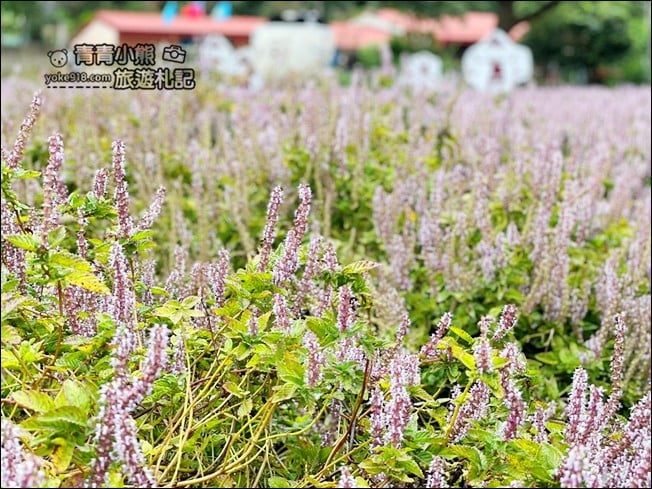 苗栗景點》苗栗獅潭仙草花季．紫色浪漫來襲~2021最新花況 @青青小熊＊旅遊札記