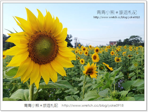 2012我與花海的美麗相遇．桃園路邊花海 @青青小熊＊旅遊札記