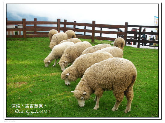 南投一日遊【南投清境】青青草原餵羊趣 @青青小熊＊旅遊札記