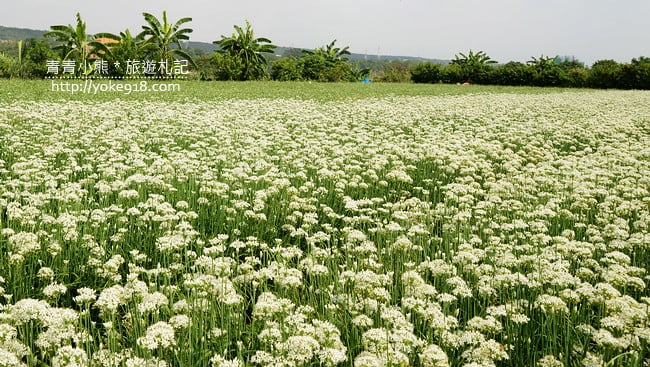 大溪韭菜花季》季節限定賞花景點~大溪下起九月雪．桃園一日遊景點 @青青小熊＊旅遊札記