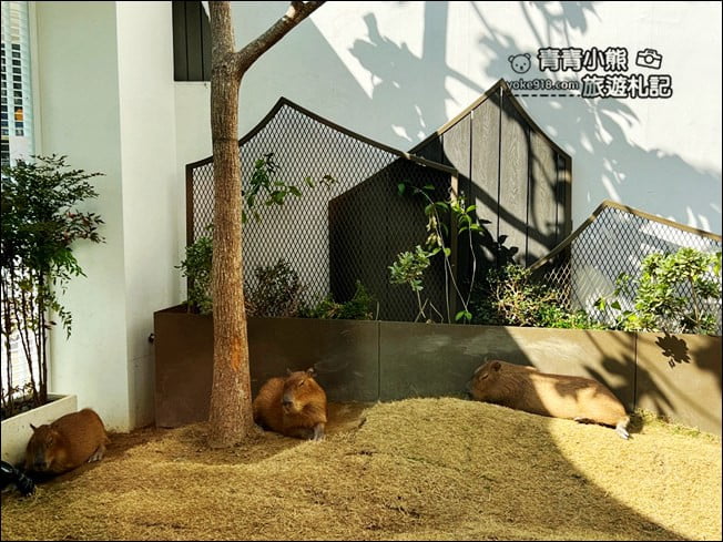 台南景點》MOGU KABI 夏威夷豆塔甜點店.水豚君入駐小白屋 @青青小熊*旅遊札記 台南景點》MOGU KABI 夏威夷豆塔甜點店.水豚君入駐小白屋 @青青小熊*旅遊札記