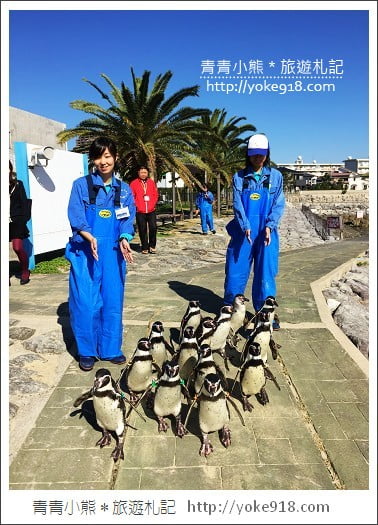 長崎旅遊》長崎企鵝水族館.企鵝遊行/餵食秀體驗~超好玩 @青青小熊*旅遊札記 長崎旅遊》長崎企鵝水族館.企鵝遊行/餵食秀體驗~超好玩 @青青小熊*旅遊札記