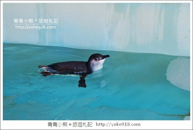 長崎旅遊》長崎企鵝水族館.企鵝遊行/餵食秀體驗~超好玩 @青青小熊*旅遊札記 長崎旅遊》長崎企鵝水族館.企鵝遊行/餵食秀體驗~超好玩 @青青小熊*旅遊札記