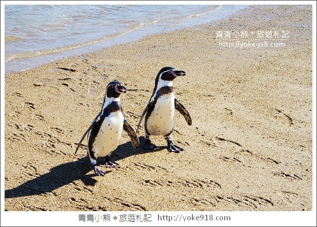 長崎旅遊》長崎企鵝水族館.企鵝遊行/餵食秀體驗~超好玩 @青青小熊*旅遊札記 長崎旅遊》長崎企鵝水族館.企鵝遊行/餵食秀體驗~超好玩 @青青小熊*旅遊札記