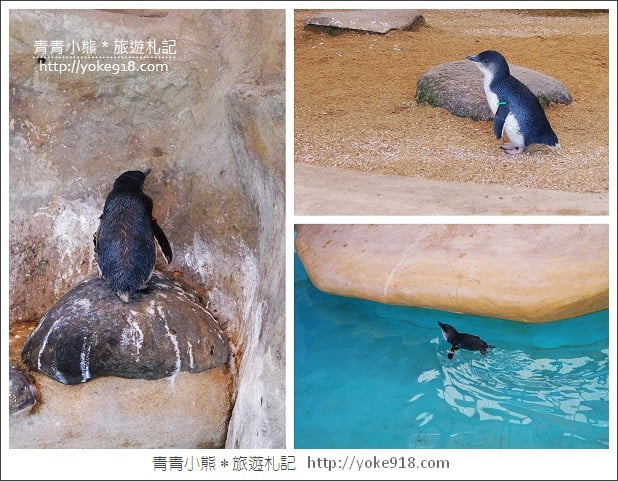 長崎旅遊》長崎企鵝水族館.企鵝遊行/餵食秀體驗~超好玩 @青青小熊*旅遊札記 長崎旅遊》長崎企鵝水族館.企鵝遊行/餵食秀體驗~超好玩 @青青小熊*旅遊札記
