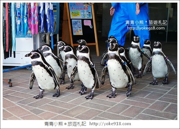 長崎旅遊》長崎企鵝水族館．企鵝遊行/餵食秀體驗~超好玩 @青青小熊＊旅遊札記