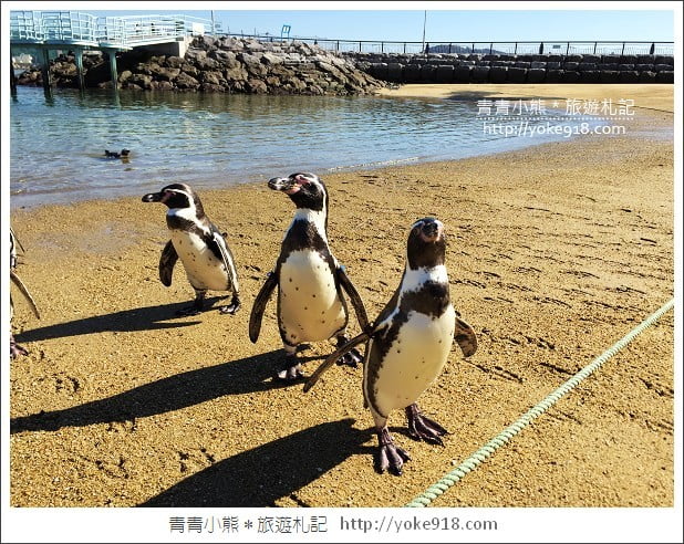 長崎旅遊》長崎企鵝水族館.企鵝遊行/餵食秀體驗~超好玩 @青青小熊*旅遊札記 長崎旅遊》長崎企鵝水族館.企鵝遊行/餵食秀體驗~超好玩 @青青小熊*旅遊札記