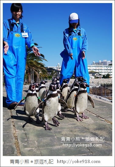 長崎旅遊》長崎企鵝水族館．企鵝遊行/餵食秀體驗~超好玩 @青青小熊＊旅遊札記