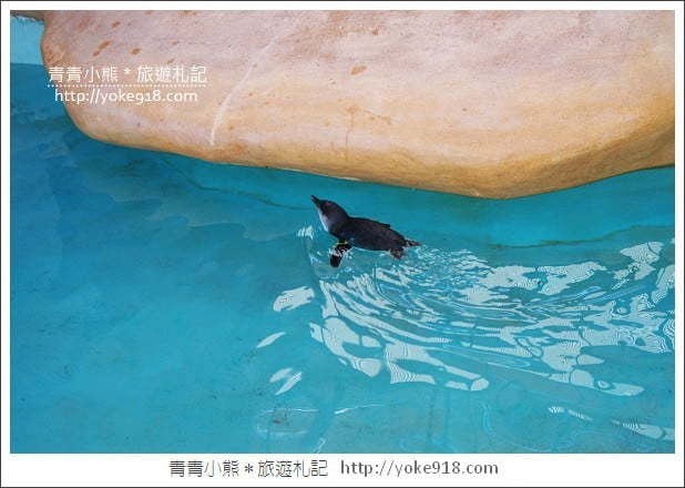 長崎旅遊》長崎企鵝水族館.企鵝遊行/餵食秀體驗~超好玩 @青青小熊*旅遊札記 長崎旅遊》長崎企鵝水族館.企鵝遊行/餵食秀體驗~超好玩 @青青小熊*旅遊札記