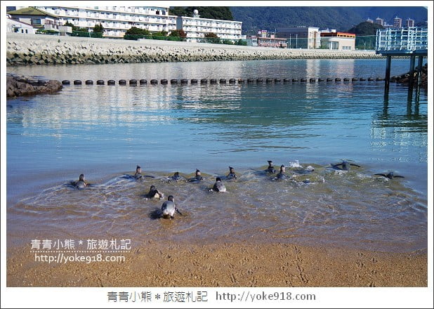 長崎旅遊》長崎企鵝水族館.企鵝遊行/餵食秀體驗~超好玩 @青青小熊*旅遊札記 長崎旅遊》長崎企鵝水族館.企鵝遊行/餵食秀體驗~超好玩 @青青小熊*旅遊札記