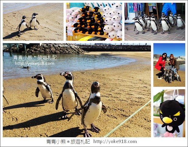 長崎旅遊》長崎企鵝水族館.企鵝遊行/餵食秀體驗~超好玩 @青青小熊*旅遊札記 長崎旅遊》長崎企鵝水族館.企鵝遊行/餵食秀體驗~超好玩 @青青小熊*旅遊札記
