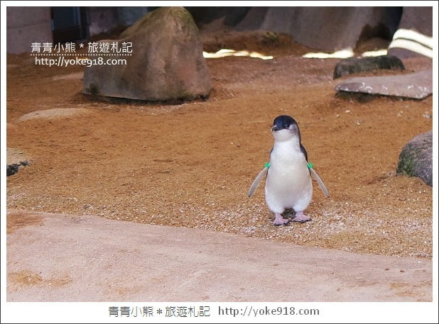 長崎旅遊》長崎企鵝水族館.企鵝遊行/餵食秀體驗~超好玩 @青青小熊*旅遊札記 長崎旅遊》長崎企鵝水族館.企鵝遊行/餵食秀體驗~超好玩 @青青小熊*旅遊札記