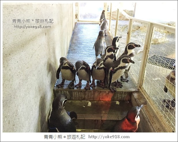 長崎旅遊》長崎企鵝水族館．企鵝遊行/餵食秀體驗~超好玩 @青青小熊＊旅遊札記