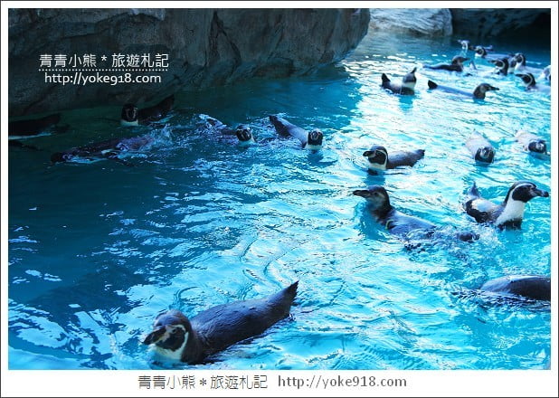 長崎旅遊》長崎企鵝水族館．企鵝遊行/餵食秀體驗~超好玩 @青青小熊＊旅遊札記