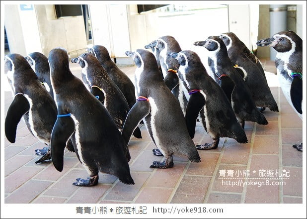 長崎旅遊》長崎企鵝水族館.企鵝遊行/餵食秀體驗~超好玩 @青青小熊*旅遊札記 長崎旅遊》長崎企鵝水族館.企鵝遊行/餵食秀體驗~超好玩 @青青小熊*旅遊札記