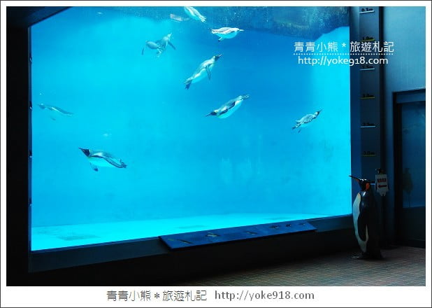 長崎旅遊》長崎企鵝水族館.企鵝遊行/餵食秀體驗~超好玩 @青青小熊*旅遊札記 長崎旅遊》長崎企鵝水族館.企鵝遊行/餵食秀體驗~超好玩 @青青小熊*旅遊札記
