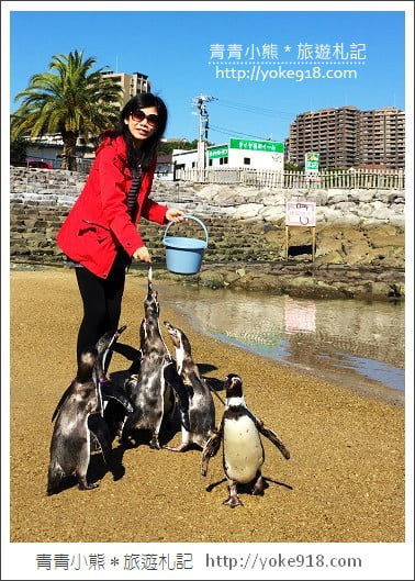 長崎旅遊》長崎企鵝水族館.企鵝遊行/餵食秀體驗~超好玩 @青青小熊*旅遊札記 長崎旅遊》長崎企鵝水族館.企鵝遊行/餵食秀體驗~超好玩 @青青小熊*旅遊札記