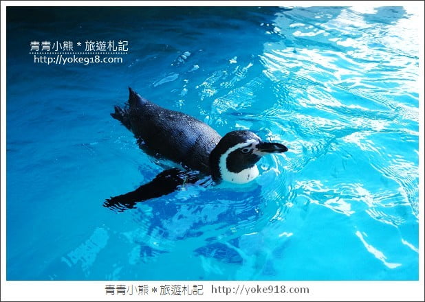 長崎旅遊》長崎企鵝水族館.企鵝遊行/餵食秀體驗~超好玩 @青青小熊*旅遊札記 長崎旅遊》長崎企鵝水族館.企鵝遊行/餵食秀體驗~超好玩 @青青小熊*旅遊札記