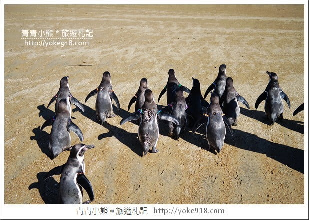 長崎旅遊》長崎企鵝水族館.企鵝遊行/餵食秀體驗~超好玩 @青青小熊*旅遊札記 長崎旅遊》長崎企鵝水族館.企鵝遊行/餵食秀體驗~超好玩 @青青小熊*旅遊札記