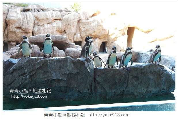 長崎旅遊》長崎企鵝水族館.企鵝遊行/餵食秀體驗~超好玩 @青青小熊*旅遊札記 長崎旅遊》長崎企鵝水族館.企鵝遊行/餵食秀體驗~超好玩 @青青小熊*旅遊札記