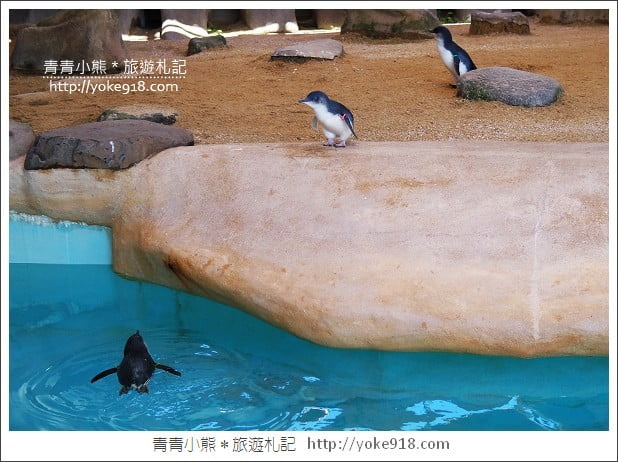 長崎旅遊》長崎企鵝水族館．企鵝遊行/餵食秀體驗~超好玩 @青青小熊＊旅遊札記