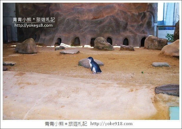 長崎旅遊》長崎企鵝水族館．企鵝遊行/餵食秀體驗~超好玩 @青青小熊＊旅遊札記