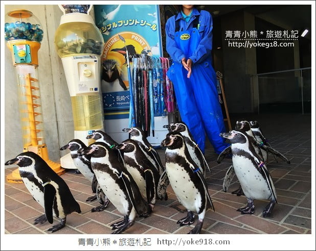 長崎旅遊》長崎企鵝水族館.企鵝遊行/餵食秀體驗~超好玩 @青青小熊*旅遊札記 長崎旅遊》長崎企鵝水族館.企鵝遊行/餵食秀體驗~超好玩 @青青小熊*旅遊札記