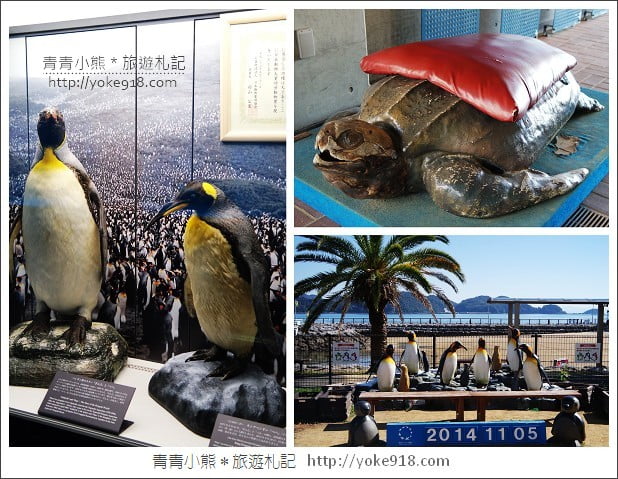 長崎旅遊》長崎企鵝水族館.企鵝遊行/餵食秀體驗~超好玩 @青青小熊*旅遊札記 長崎旅遊》長崎企鵝水族館.企鵝遊行/餵食秀體驗~超好玩 @青青小熊*旅遊札記