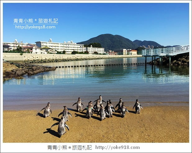 長崎旅遊》長崎企鵝水族館.企鵝遊行/餵食秀體驗~超好玩 @青青小熊*旅遊札記 長崎旅遊》長崎企鵝水族館.企鵝遊行/餵食秀體驗~超好玩 @青青小熊*旅遊札記