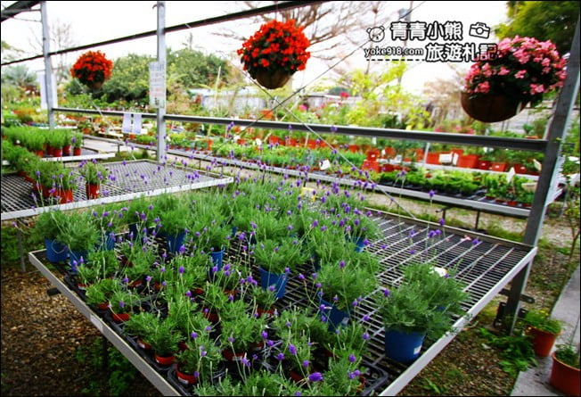 彰化景點》埔茂花市.免門票親子景點~逛園藝、還有沙坑.溜滑梯.DIY可以玩 @青青小熊*旅遊札記 彰化景點》埔茂花市.免門票親子景點~逛園藝、還有沙坑.溜滑梯.DIY可以玩 @青青小熊*旅遊札記